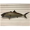 Image 1 : Tuna fiberglass composite wall mount hanging - approx. 45in