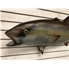 Image 2 : Tuna fiberglass composite wall mount hanging - approx. 45in