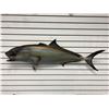 Image 1 : Tuna fiberglass composite wall mount hanging - approx. 45in