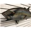 Image 2 : Tuna fiberglass composite wall mount hanging - approx. 45in