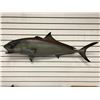 Image 1 : Tuna fiberglass composite wall mount hanging - approx. 45in