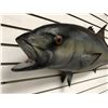 Image 2 : Tuna fiberglass composite wall mount hanging - approx. 45in