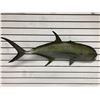 Image 1 : Tuna fiberglass composite wall mount hanging - approx. 38in
