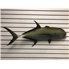 Image 1 : Tuna fiberglass composite wall mount hanging - approx. 39in