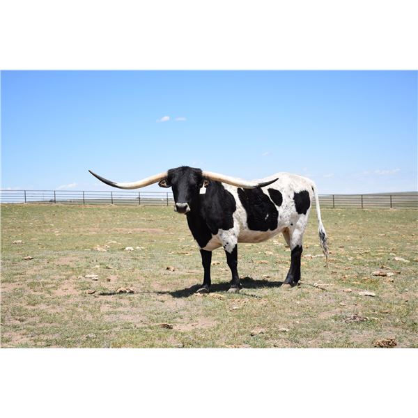 M2 RHINESTONES COWGIRL