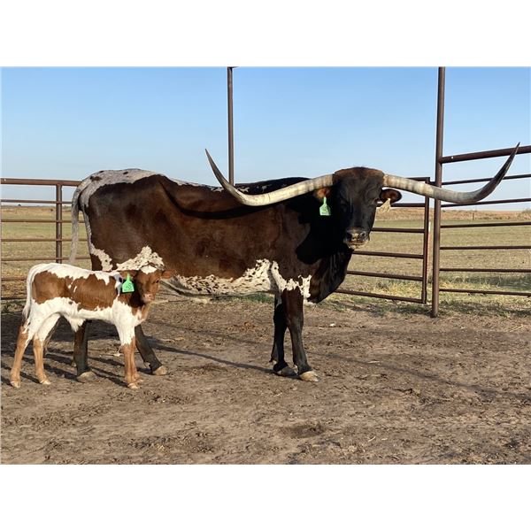 Sub Lot - CR Guns N Roses