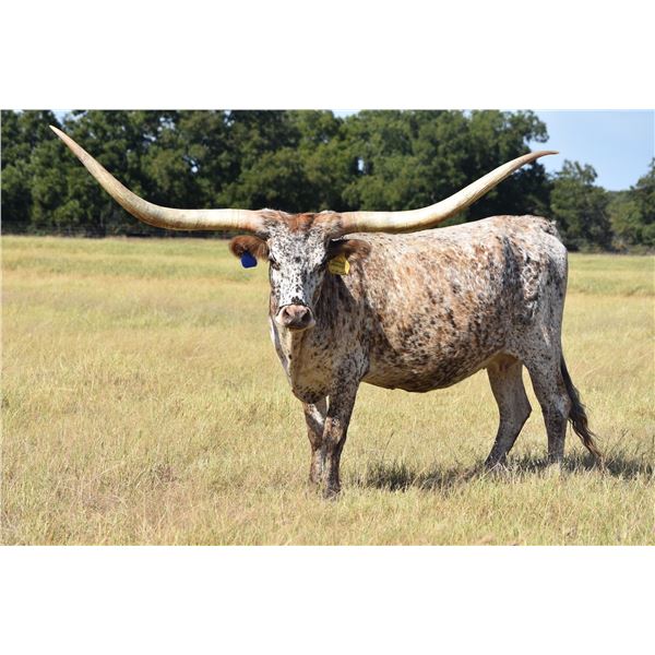 TS COMMANDER’S MERCEDEZ