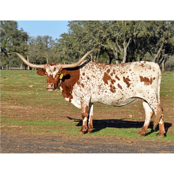 SR Van Horne's Saffron 321