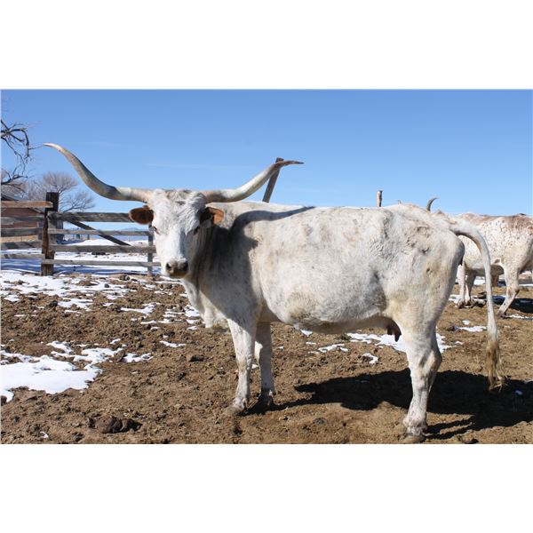 SCRATCH - BLANCA CALIENTE