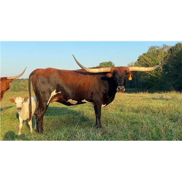 SCRATCH - HUNTS RESPECTED LEGACY