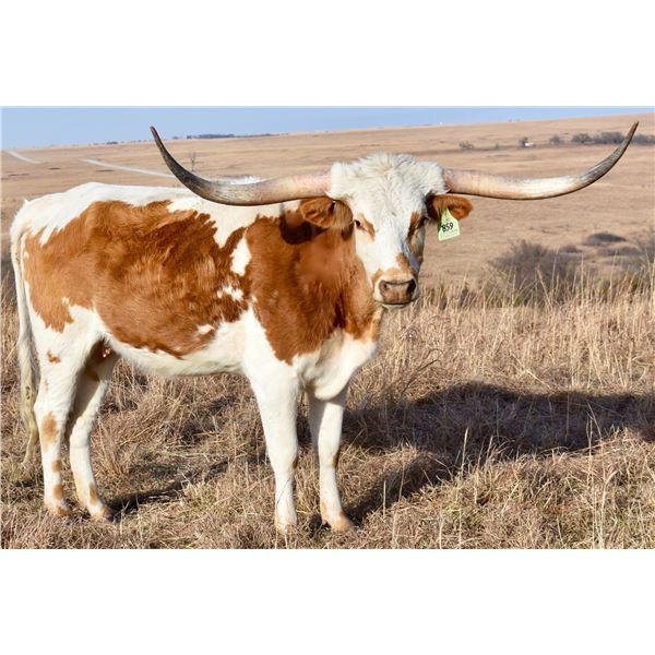 GLR TSUNAMI'S STARLIGHT