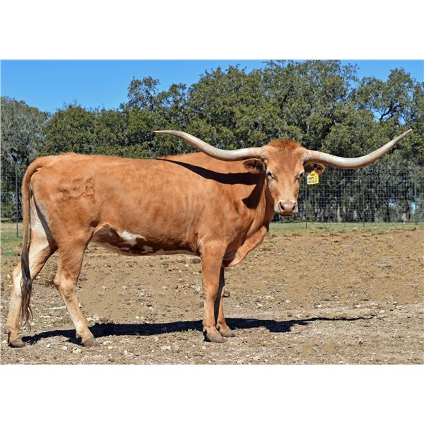 ZD JAM’N LIL’ MEASLES