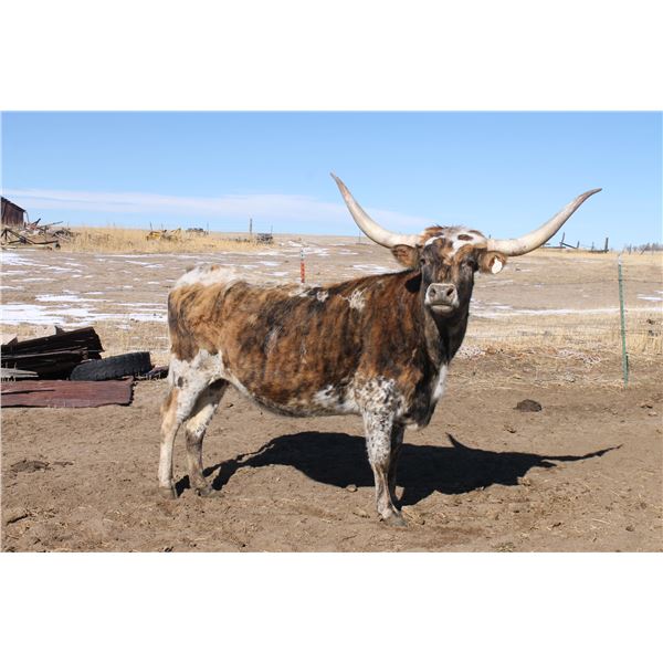 SCRATCH- WF A Classic Cowgirl