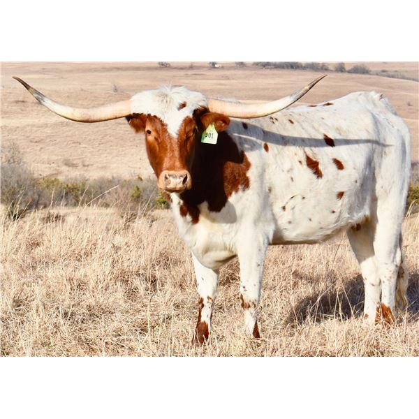 GLR GUNMAN'S MERMAID