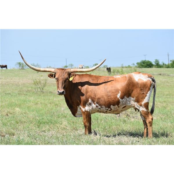 GLR CONCEALED LIBERTY