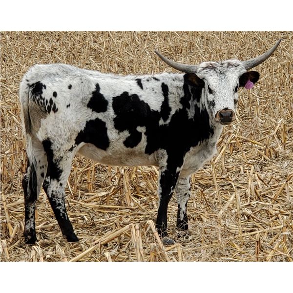 LCL CAPTAIN SITTING FANCY