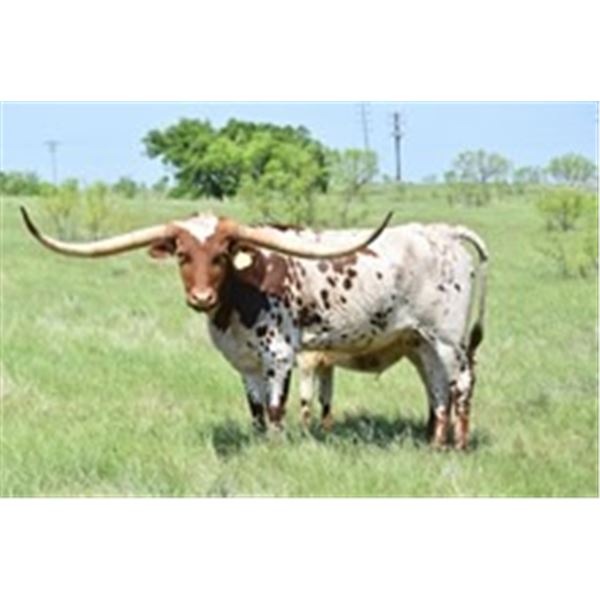 TS Sidewinder Rainbow