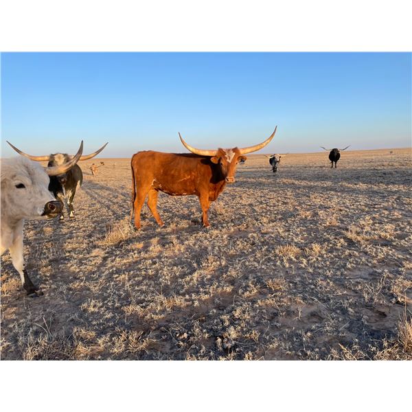 SCRATCH - TIFFANY BCB