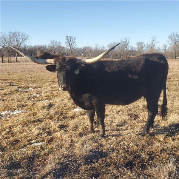 Queen Player EOT 1609