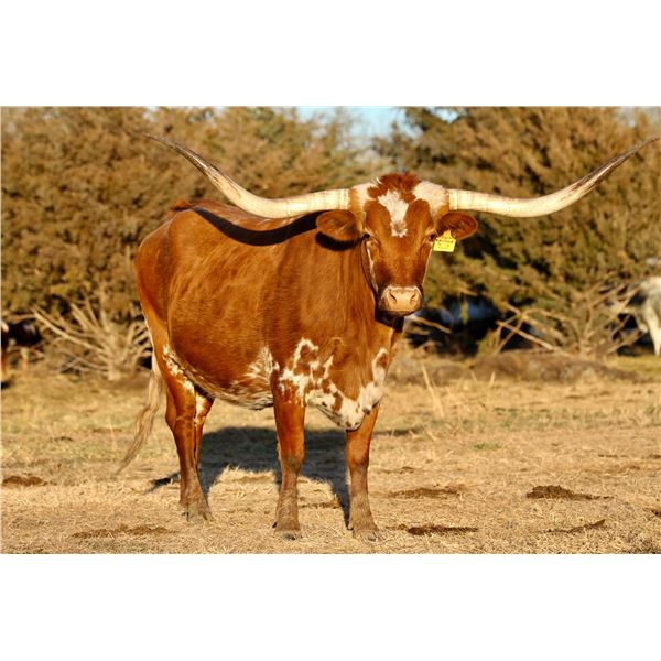 CAROLINA SMARTY PANTS