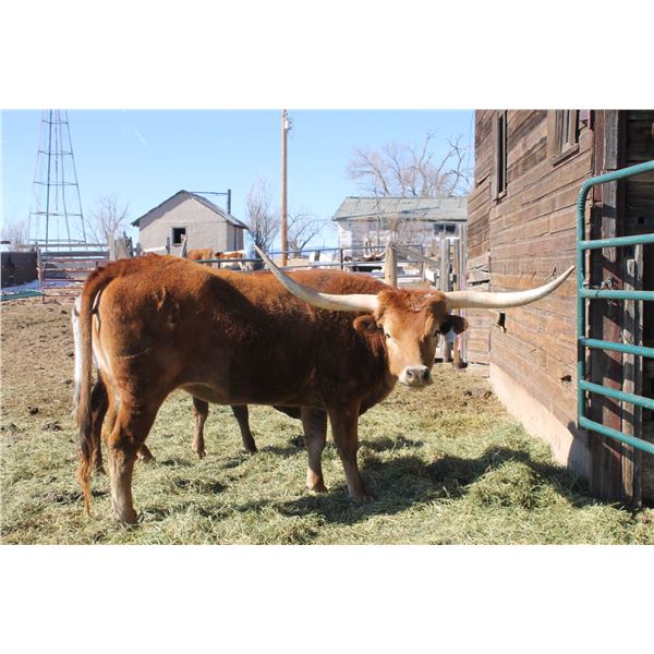 SCRATCH - WF Rose Red