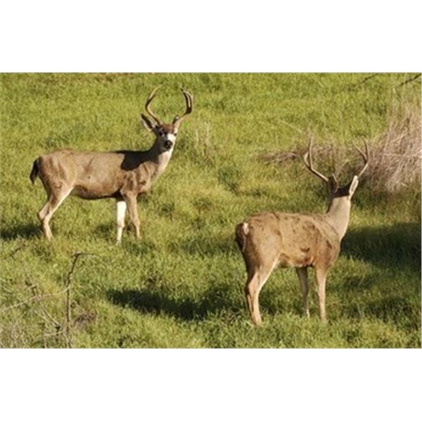 Columbian Blacktail Deer Hunt at the California Hopland Research Center - 4 Days / 1 Hunter