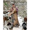 Image 3 : Mountain Lion Hunt in Arizona with Diamond Outfitters - 5 Days / 1 Hunter