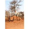 Image 7 : Wildebeest and Impala Hunt in Africa with Superior Safaris - 5 Days / 2 Hunters
