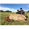 Image 3 : Tule Elk Cow / Wild Hog Hunt on Bardin Ranch with Don Martin - 1 Youth / Female / First Time Hunter