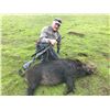 Image 4 : Tule Elk Cow / Wild Hog Hunt on Bardin Ranch with Don Martin - 1 Youth / Female / First Time Hunter