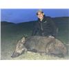 Image 5 : Tule Elk Cow / Wild Hog Hunt on Bardin Ranch with Don Martin - 1 Youth / Female / First Time Hunter