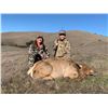 Image 7 : Tule Elk Cow / Wild Hog Hunt on Bardin Ranch with Don Martin - 1 Youth / Female / First Time Hunter