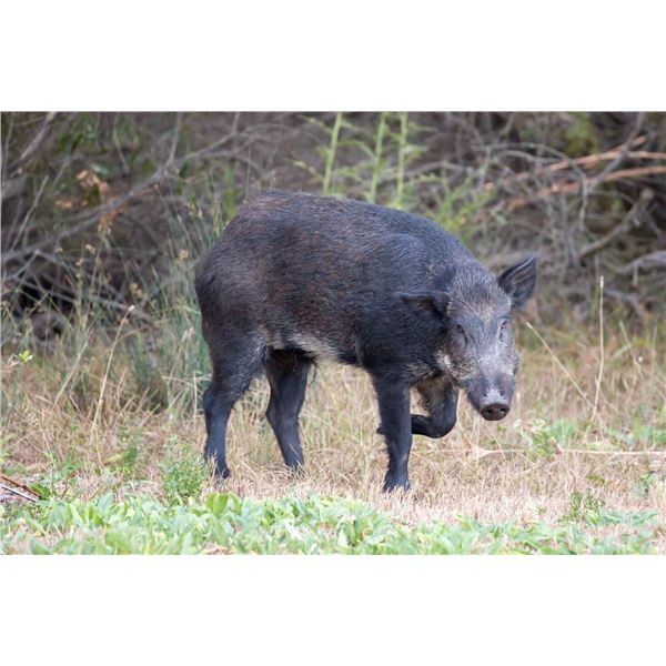 Estate Russian Boar Hunt in Shasta, CA - 1 Day / 1 Youth Hunter