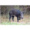 Image 1 : Estate Russian Boar Hunt in Shasta, CA - 1 Day / 1 Youth Hunter