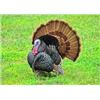 Image 2 : Turkey Hunt in CA with Don Martin on Bardin Ranch - 2 Days / 1 Youth / Female / First Time Hunter