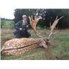 Image 2 : Fallow Deer Hunt in Hungary with FN-Hunting Austria - 5 Days / 1 Hunter