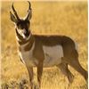 Image 3 : State Of California Antelope Permit