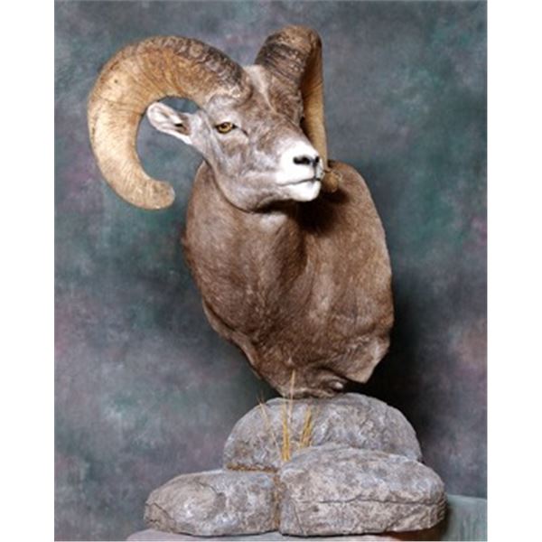 Sheep pedestal Taxidermy