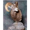 Image 1 : Sheep pedestal Taxidermy