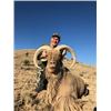 Image 1 : Texas Aoudad Ram Hunt for 1 hunter ram hunter and 1 ewe hunter