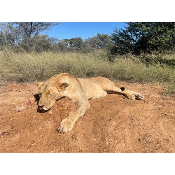 5 DAY LION HUNT 1 HUNTER