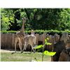 Image 1 : Giraffing Around