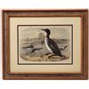 Image 2 : Bird Artwork and Litho Prints; 19th-20th Century  [146588]
