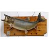 Image 2 : Fisherman's Mounted Trophy Fresh Water Fishes (3)  [145570]
