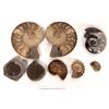 Image 1 : Ammonite Fossils - 8  [147964]