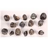 Image 1 : Brachiopod Fossil Group - 14  [147883]