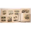 Image 1 : Bird Prints Lot of 40, Studer's Ornithology  [148529]