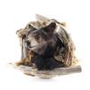 Image 1 : Bear Head Mount