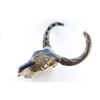 Image 3 : Painted Bull Skull