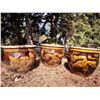 Image 1 : 3 Large Chinese Clay Pots